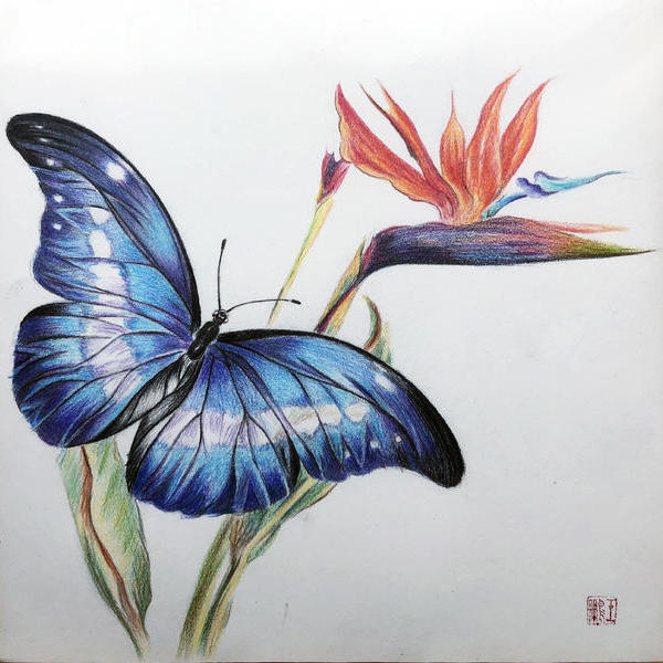 大孔雀蝶手绘图图片